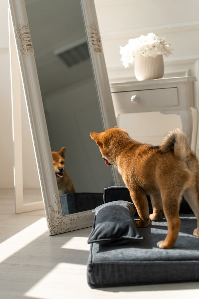 why-choose-us Adorable Shiba Inu puppy curiously looking at its reflection in a mirror.