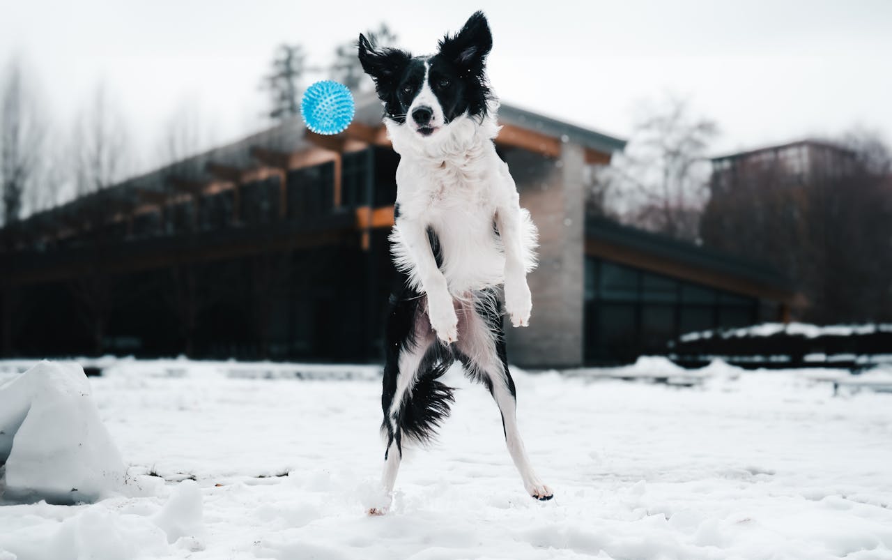 gallery-6 A playful dog leaps to catch a blue ball in a snowy park setting in Vancouver, BC, Canada.