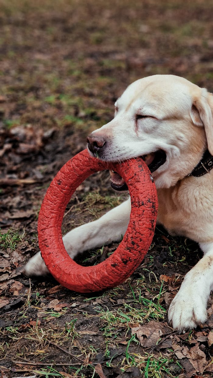 A friendly Labrador enjoying playtime with a red ring toy in a grassy park setting.