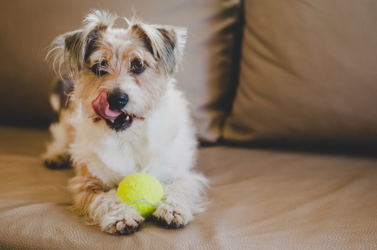 gallery-3 Adorable terrier puppy playing with a tennis ball on a cozy brown couch, licking its nose.