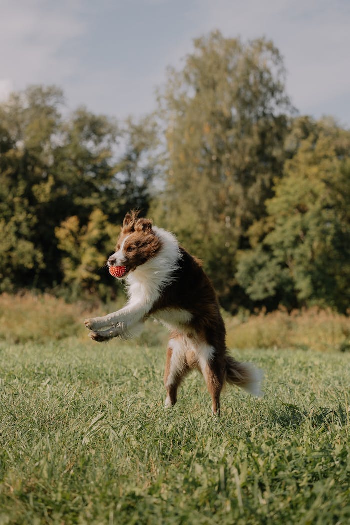 Energetic Border Collie playing outdoors, capturing a red toy in a sunny field.