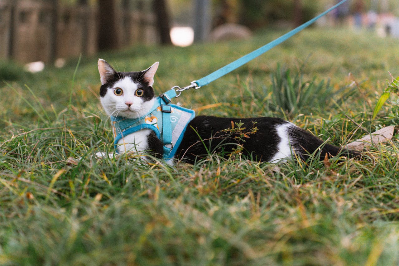 services-01 A curious black and white cat with a blue harness lying on grass outdoors.