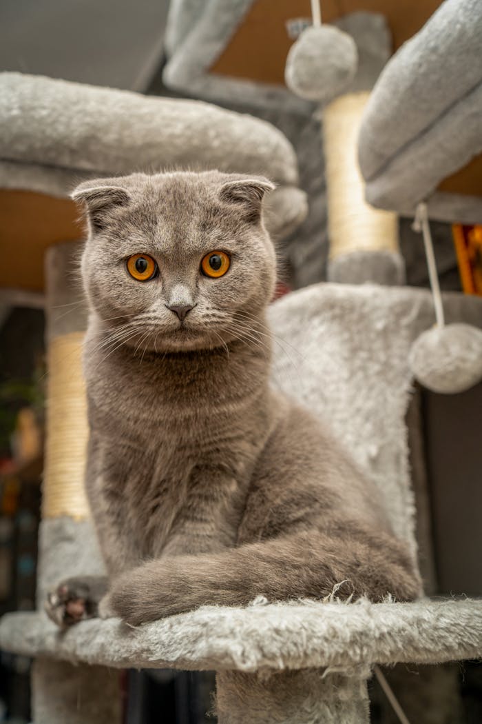 Charming Scottish Fold cat with striking orange eyes sitting on a cat tree indoors.