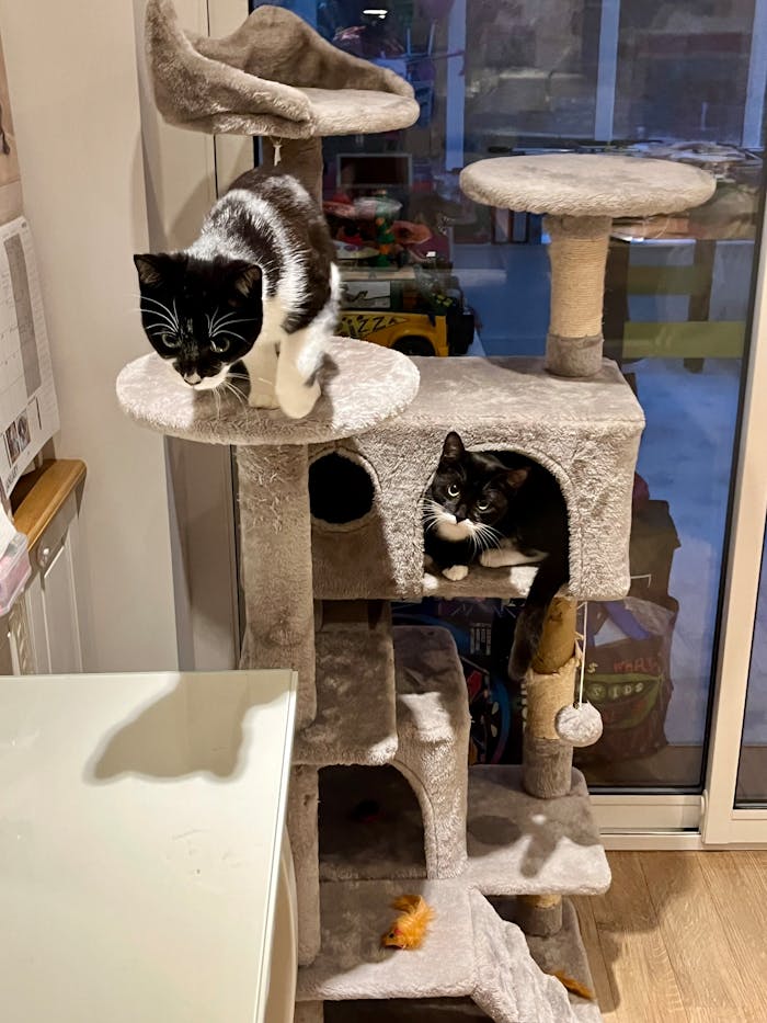 Two cats playing on a multi-level cat tree in a cozy indoor setting.