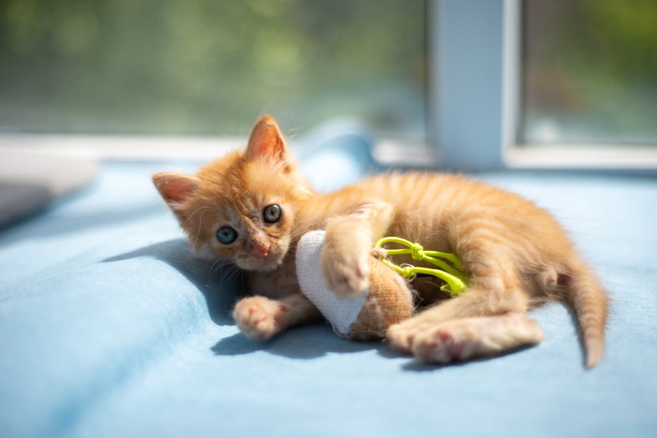 Charming orange kitten playing with a toy while lying on a bed in a sunny room.
