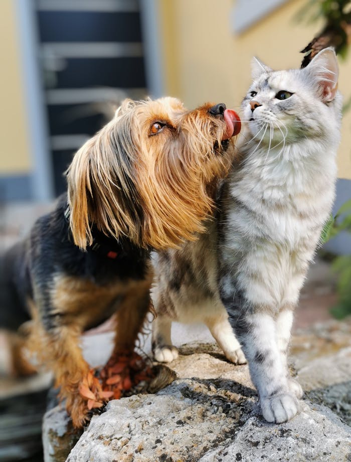 gallery-2 Cute dog playfully licking a cat while enjoying a sunny day outdoors.