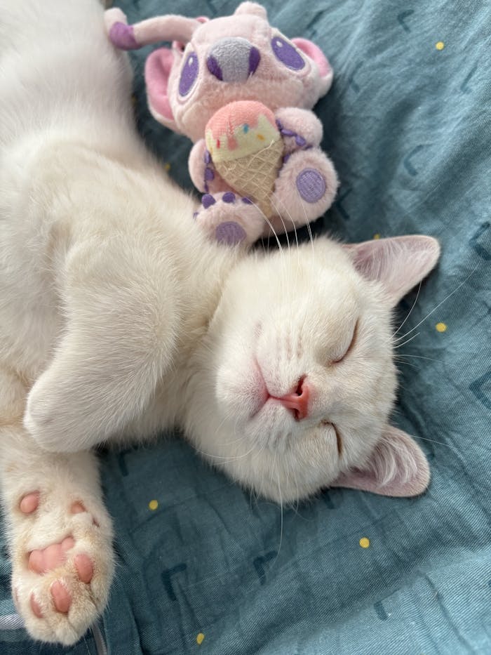White kitten sleeping with toy on blue blanket, peaceful and cute.