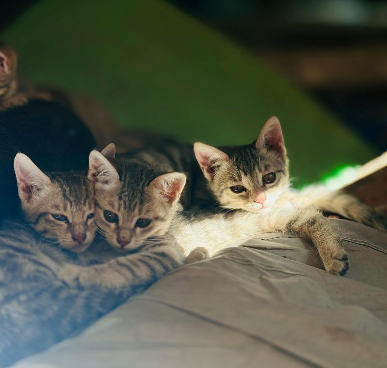 Adorable group of tabby kittens lounging together on a sunny day indoors.
