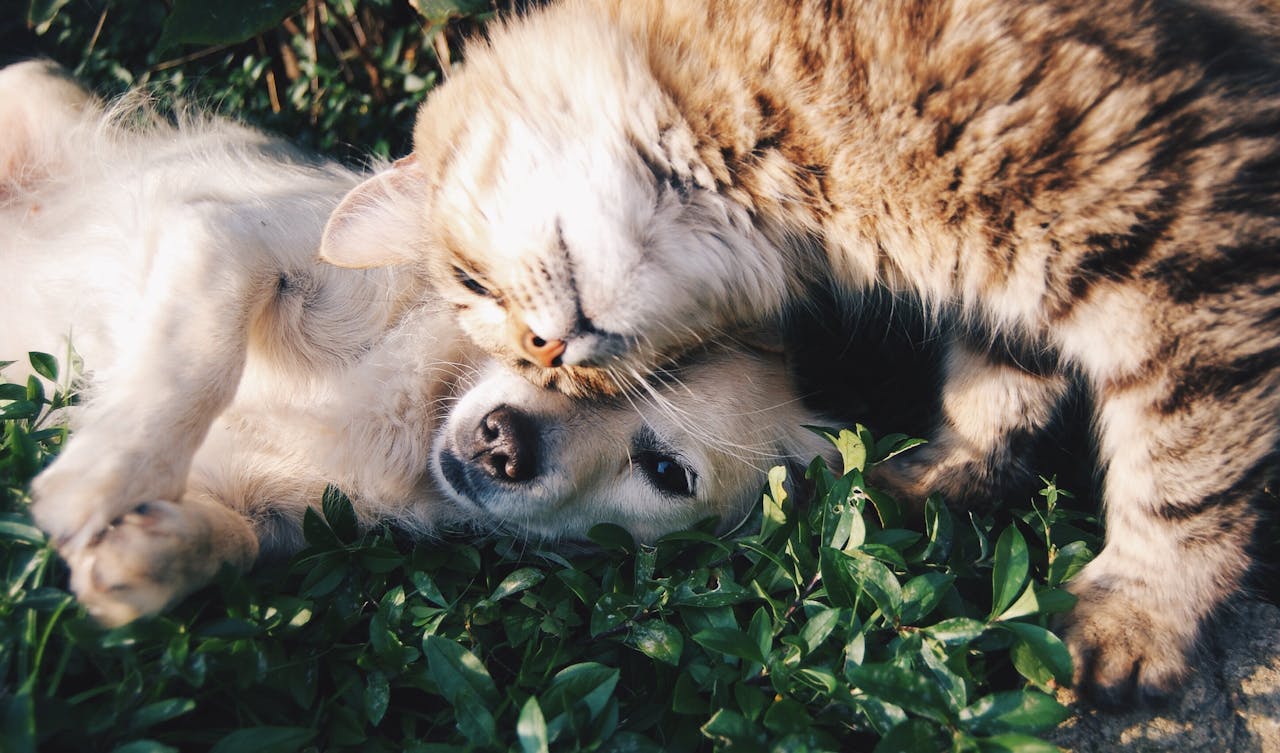 gallery-4 A heartwarming moment of a cat cuddling a dog on green grass outdoors.