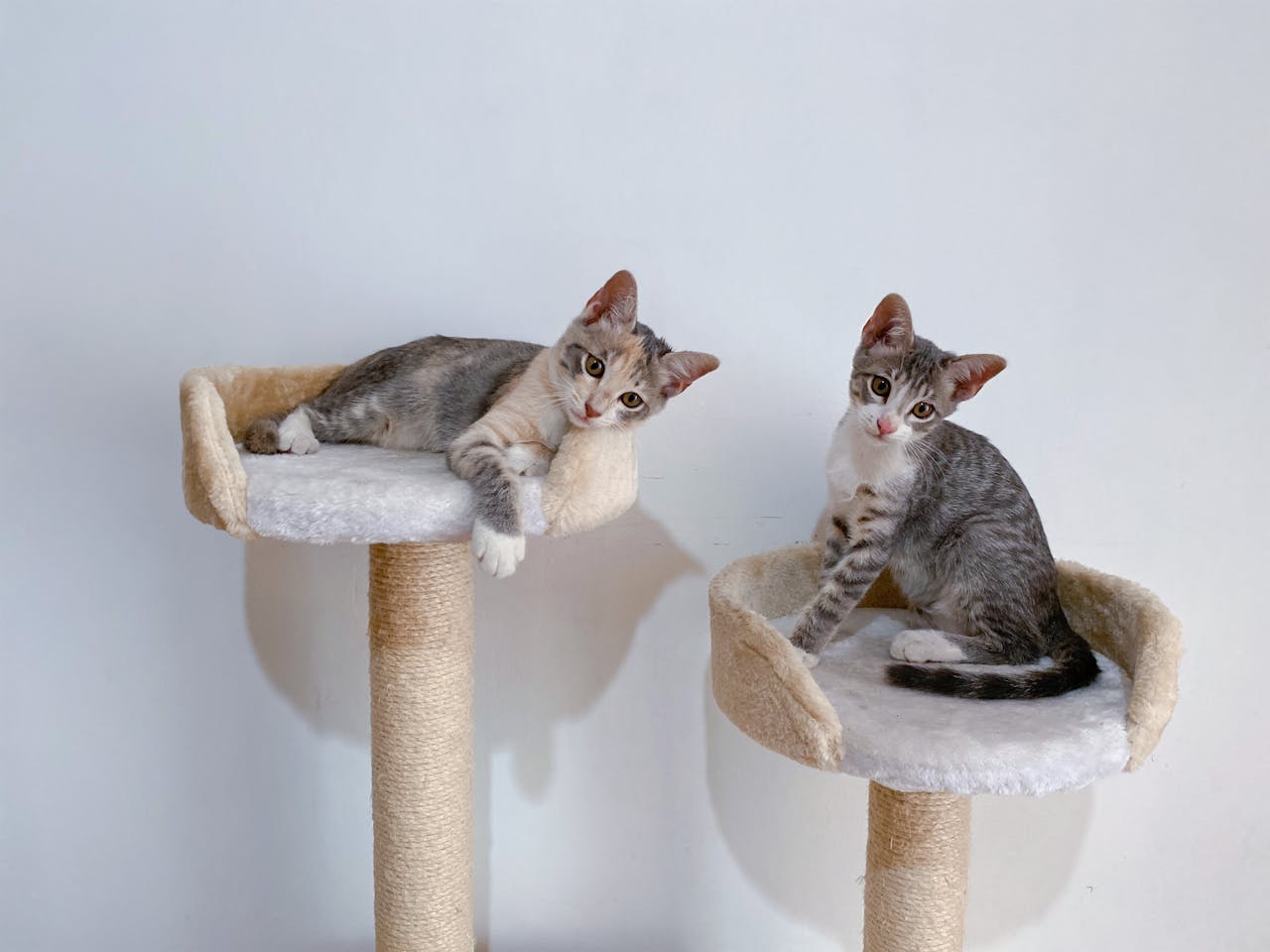 hero-img-02 Two adorable kittens relaxing on cozy cat trees indoors, perfect for pet enthusiasts.
