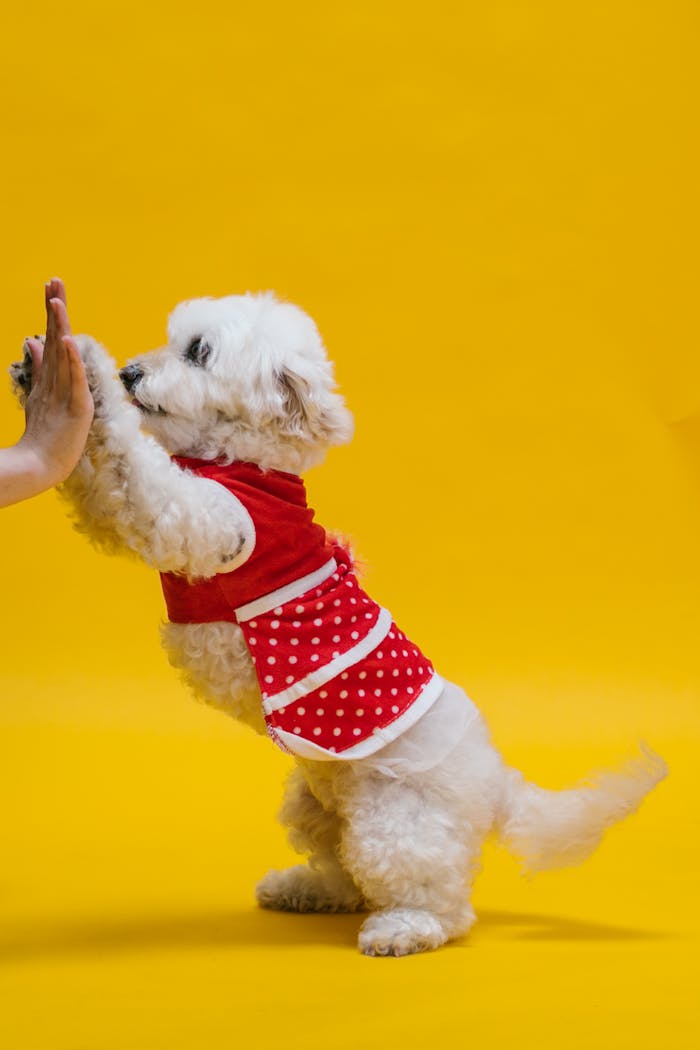 services-03 A cute white poodle dressed in a red polka dot outfit gives a high-five against a vibrant yellow background.