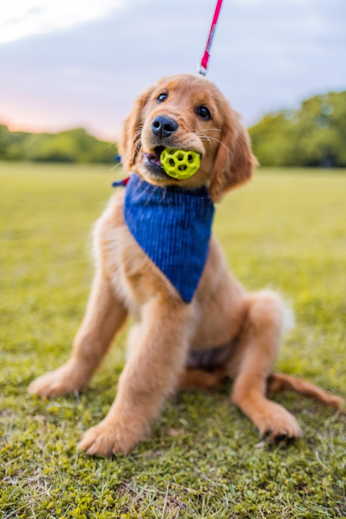 gallery-5 Adorable golden retriever puppy with a yellow ball in its mouth playing on green grass, wearing a blue scarf.