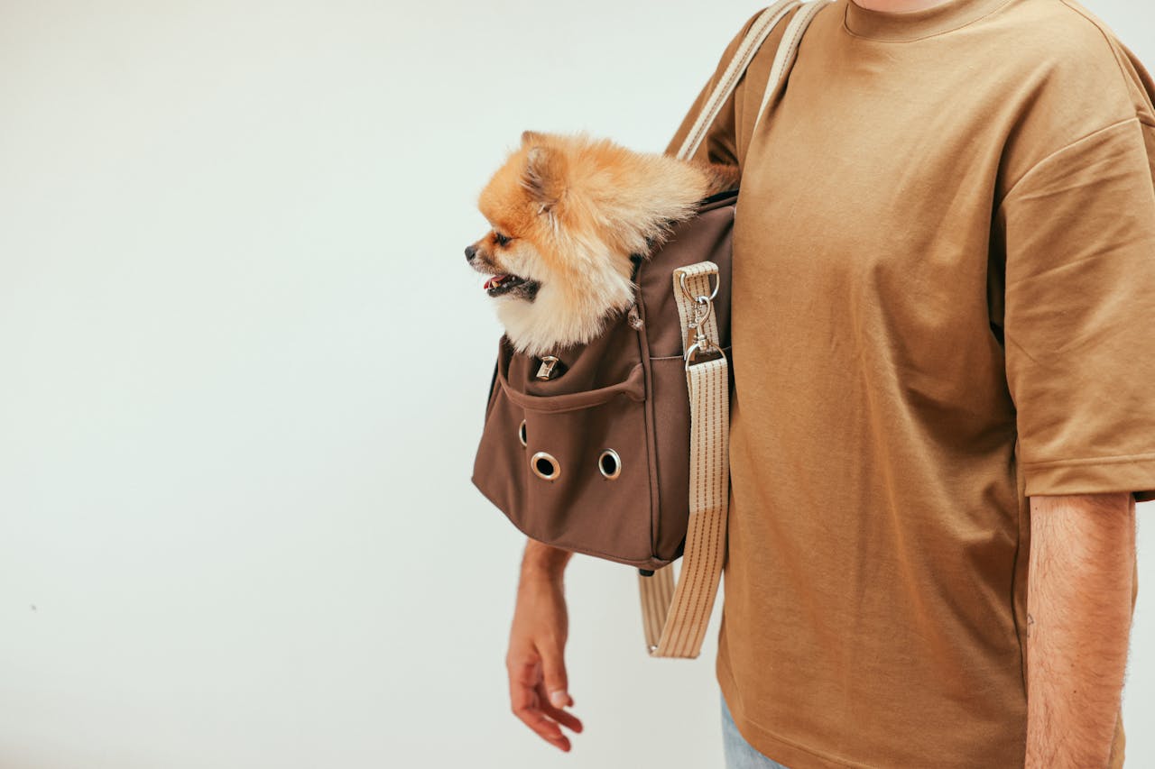 hero-img-01 A Pomeranian sitting in a trendy brown pet carrier held by a man wearing a brown shirt.