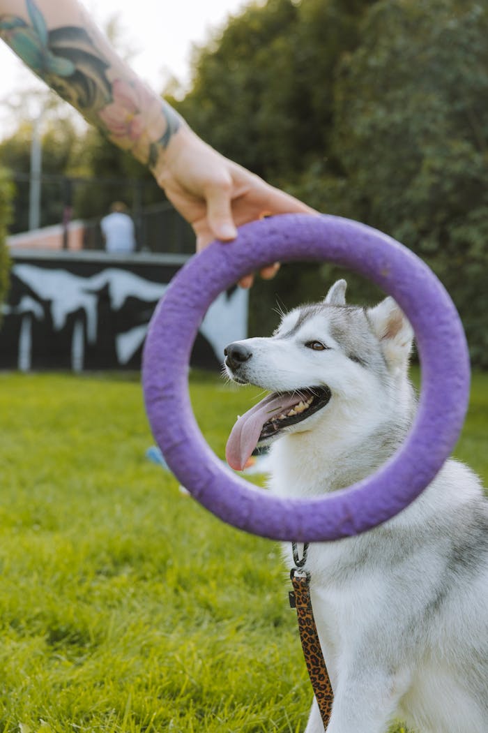 Siberian Husky enjoying playtime with purple ring outdoors, capturing a joyful moment.